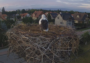 Obraz podglądu z kamery internetowej storks PASŁĘK